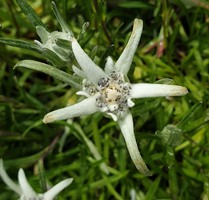 Leontopodium wilsonii 